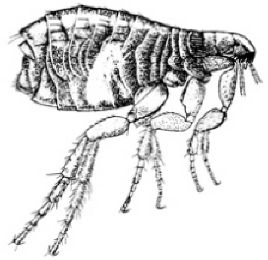 Adult flea